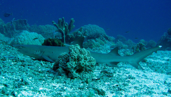 White Tip Reef Shark (ScubaSafe Mascot)
